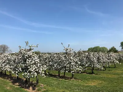 a field of apple trees covered in white flowers at Joff in Budingen