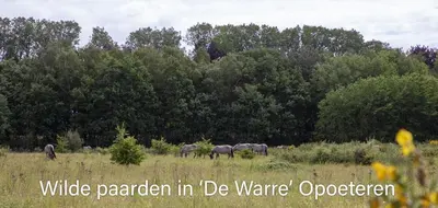 a group of horses grazing in a field at Vakantiewoning Heidebos in het Nationaal Park Hoge Kempen in Het Laar