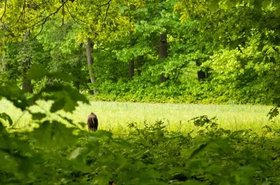 a bear walking in a field of grass with trees at Vakantiewoning Heidebos in het Nationaal Park Hoge Kempen in Het Laar