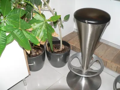 three potted plants are sitting next to a stool at Liège centre 13 Quai Godefroid Kurth POUR 2 PERS à 25 min gare Guillemins in Liège