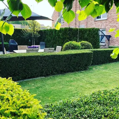 a garden with two benches and a hedge at Le fond d'Or in Borgloon