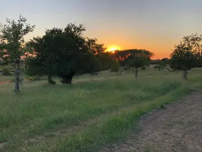 a sunset in a field with trees and a dirt road at Le fond d'Or in Borgloon