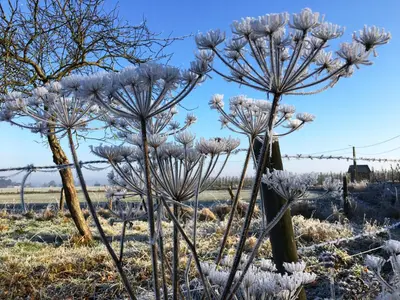 a group of plants with snow on them in a field at De Notelaar in Kortessem