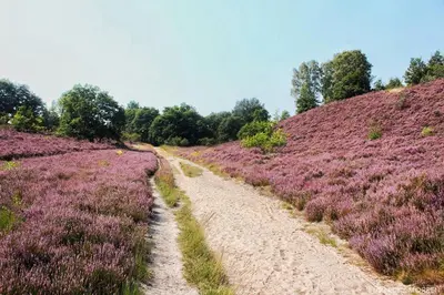a dirt road in a field of purple flowers at Hotel De Maretak in Dilsen-Stokkem