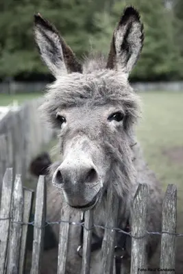 a donkey is standing behind a fence at Moka & Vanille in Heusden - Zolder