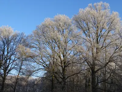 a group of trees with white leaves on them at Moka & Vanille in Heusden - Zolder