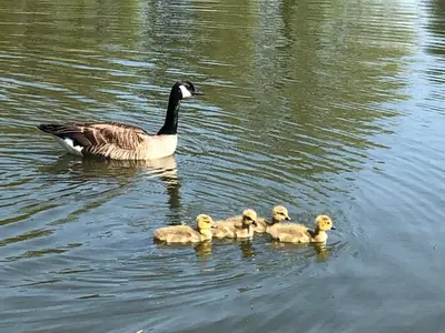 a duck and four ducklings swimming in the water at Vakantiewoning ‘t Reigersnest in Zonhoven
