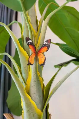 a butterfly is sitting on a banana plant at Vakantiehuis Elisa in Alken