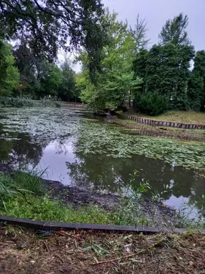 a pond filled with lots of lily pads at CASA Victoria in Kuringen
