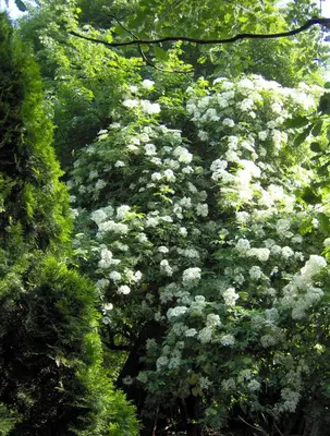 a large tree with white flowers on it at B&B Het Uilennest in Bocholt