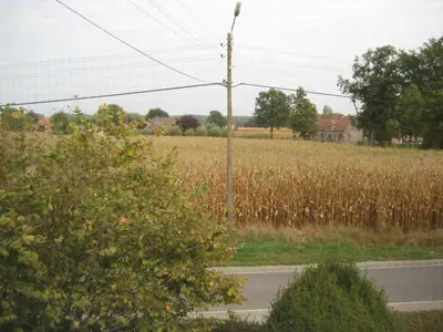 a field of corn next to a road at B&B Het Uilennest in Bocholt