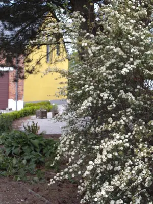 a flowering bush with white flowers in front of a building at B&B Het Uilennest in Bocholt