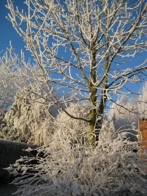 a tree covered in snow next to a building at B&B Het Uilennest in Bocholt