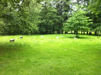 a group of sheep grazing in a field of grass at De Oude Molen in As
