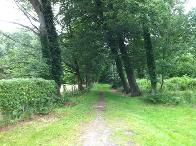 a dirt road through a forest with trees at De Oude Molen in As