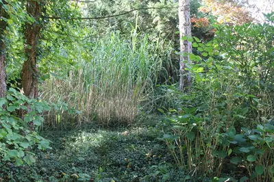 a forest filled with tall grass and trees at Beau Reg'Art in Hasselt