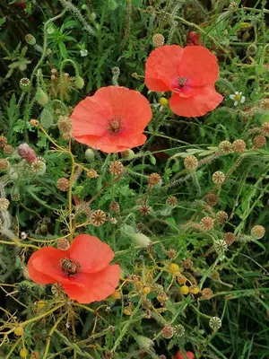 three red flowers are growing in a field at Vakantiewoning Upstairzzz in Kortessem