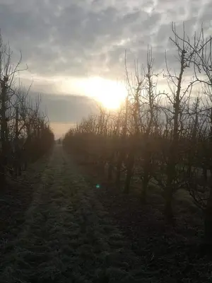 a tree lined road with the sun setting in the distance at Vakantiewoning Upstairzzz in Kortessem