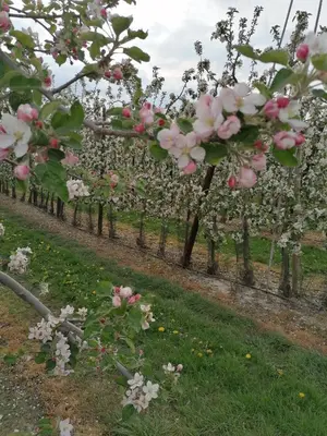 a row of apple trees in a field with pink flowers at Vakantiewoning Upstairzzz in Kortessem