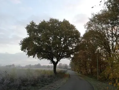 a tree on the side of a road at Vakantiewoning Vennekens in Peer
