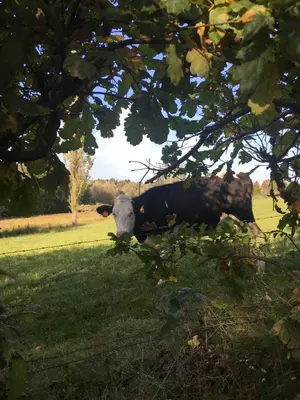 a cow laying in the grass in a field at Hotel-Restaurant Zum Onkel Jonathan in Raeren