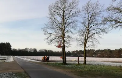 a group of horses standing on the side of a road at Kamphuis Heideven in Peer