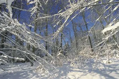 a snow covered tree branches in a forest at Vakantiepark Wilhelm Tell Superieur Chalet in Oudsbergen