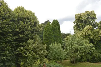 a group of trees in a field with a sky at B&B Chatelet Cremers in Verviers