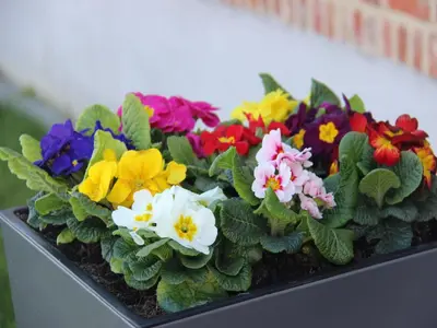 a flower pot with colorful flowers in it at Peaceful Peer Holiday Home in Peer