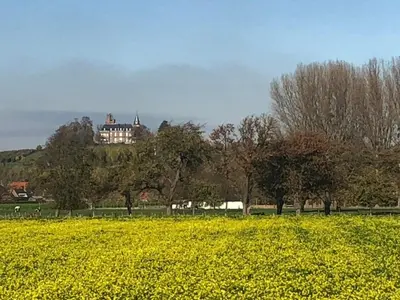 a field of yellow flowers in front of a house at B & B De Romeinse Katzei in Borgloon
