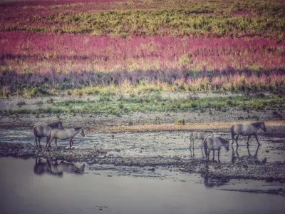 a group of horses standing in a body of water at Maashuys in Lanaken