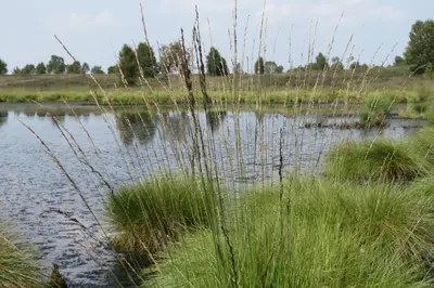 a body of water with tall grass in the foreground at Chalet M in Eupen