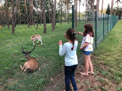 two girls are looking at a deer through a fence at Nieuw vebouwd Vakantie Boshuisje Meibloempje in Lanaken