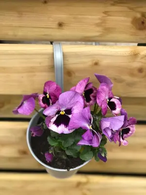 a bunch of purple flowers in a pot at Chalet Harmony in Zutendaal