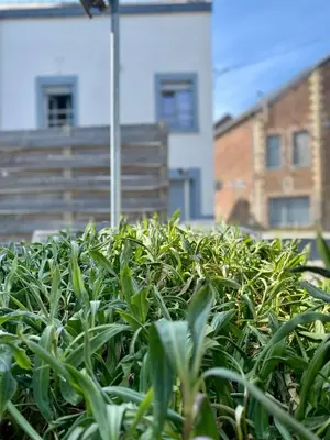 a hedge of plants in front of a building at Les gîtes du Broukay - Hirondelle in Bassenge