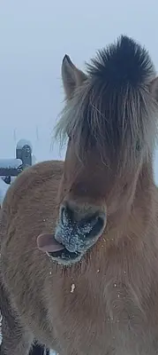 a close up of a horse with its mouth open at Le Relais d'Artagnan - relais équestre in Mortier