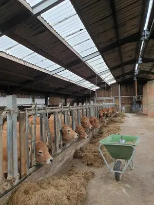a group of cows in a barn eating hay at B&B La ferme du Château de Broich in Plombières