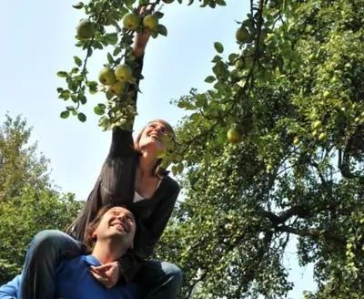 two people reaching up to pick apples from an apple tree at Vakantie Logies de Kleine Motte in Sint-Truiden
