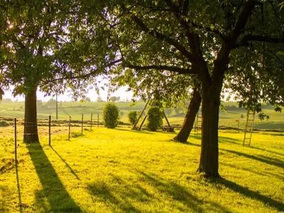 a group of trees in a field with yellow grass at Voeren Mansion with Garden in Voeren