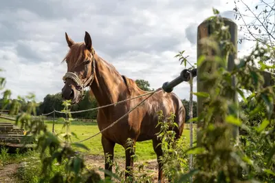 a brown horse standing next to a fence at B&B Punto Vélo in Zutendaal