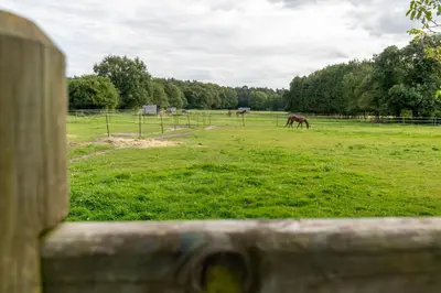 two horses grazing in a field of green grass at B&B Punto Vélo in Zutendaal