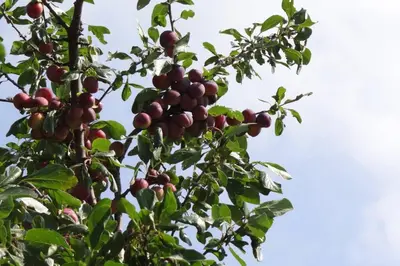 a bunch of fruit growing on a tree at Hoeve Espewey Cottage in Hombourg
