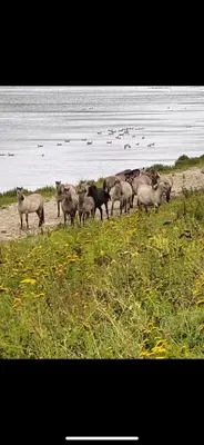 a herd of sheep standing on the beach at Maas Lodge in Maaseik