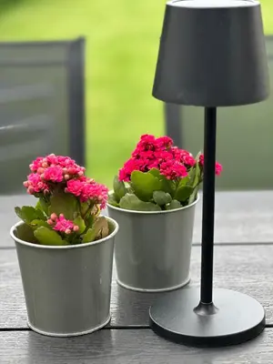two potted plants sitting on a table next to a lamp at Domum in Dilsen-Stokkem