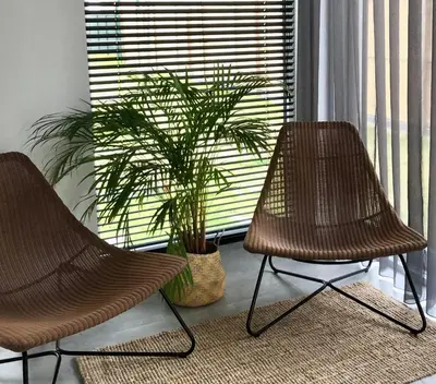 two chairs and a plant in front of a window at Domum in Dilsen-Stokkem