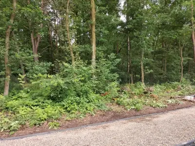 a forest filled with lots of green plants next to a road at De Appelgaard Voeren Estate in Berg