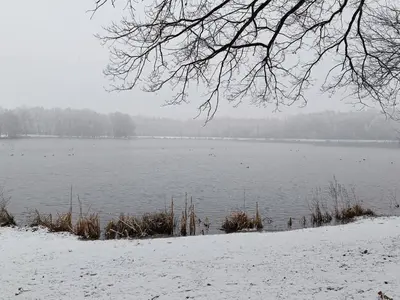 a snow covered lake with birds swimming in it at Lauwie 14 in Lanaken