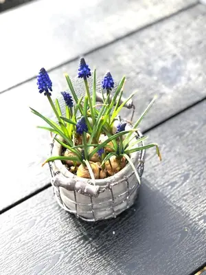 a potted plant with blue flowers sitting on a table at Chalet Happiness in Zutendaal
