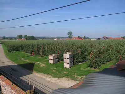 two beehives in a field of apple trees at B&B Hoeve Ransberg in Ransberg
