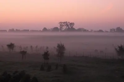a foggy field with cows in a field at sunset at B&B Amuse-Couche in Hasselt